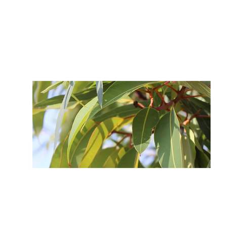 Essence - Fragrance Eucalyptus 5lt